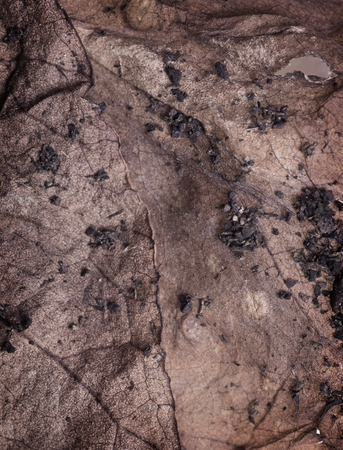 organic dry leave closeup textureの写真素材