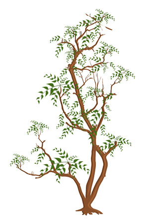 Forest Treeのイラスト素材