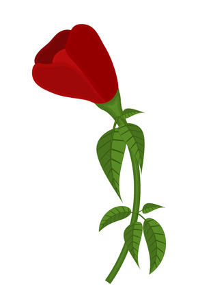 Red Rose Vector Designのイラスト素材