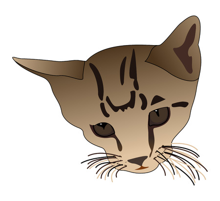 Cute Cat Faceのイラスト素材