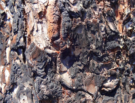 Burned Tree Bark