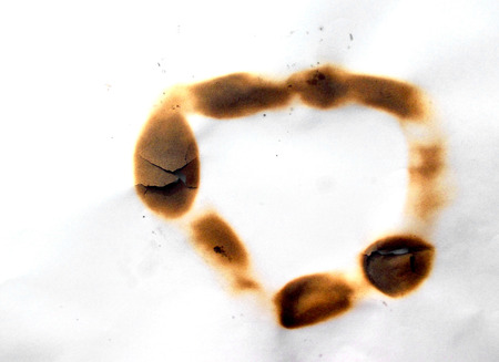 Burnt White Paper Textureの写真素材