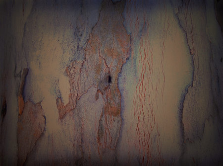 Dark Vintage Tree Bark Texture