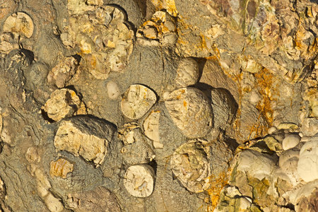 Knobby Rock Surface Texture