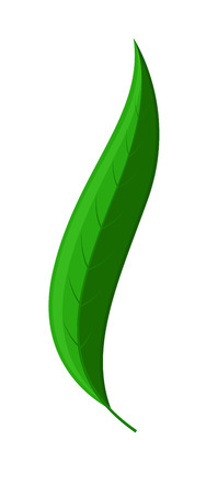 Swirl Leafのイラスト素材