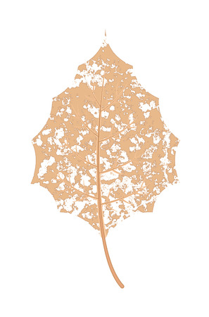 Grunge Dry Leafのイラスト素材