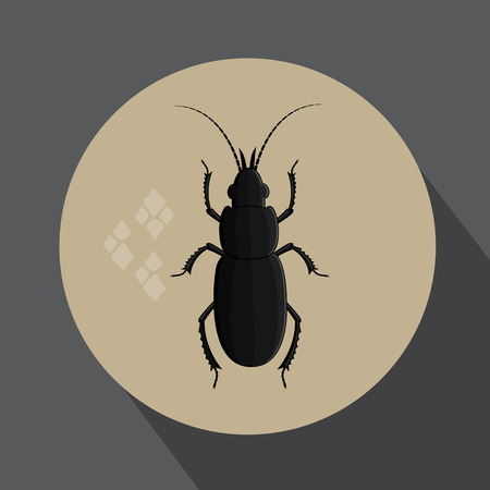 Black Totengraber Insectのイラスト素材