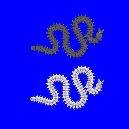 Centipede Insects Vectorのイラスト素材
