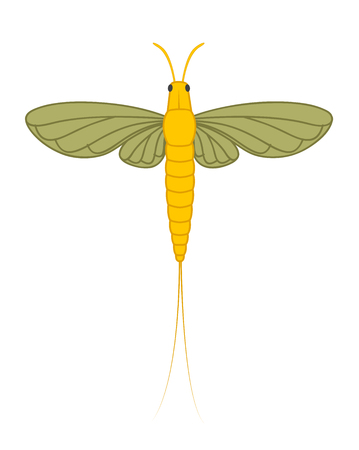 Mayfly Insect Illustrationのイラスト素材