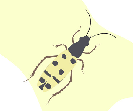 Spotted Totengraber Insectのイラスト素材