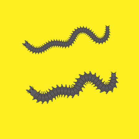 Centipede Worms Vectorのイラスト素材