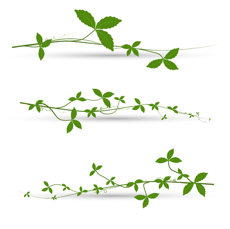 Green Leaves Vine Elementsのイラスト素材