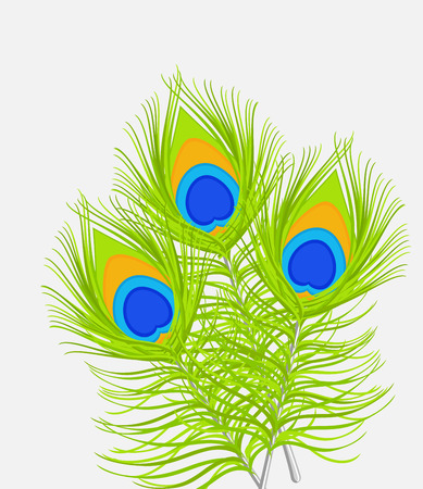 Green Peacock Feathersのイラスト素材