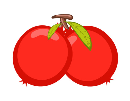 Pomegranate Fruits Vectorのイラスト素材