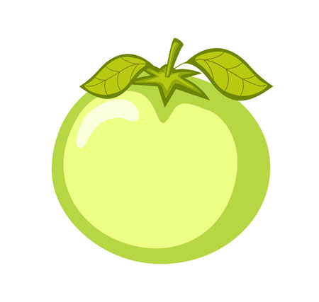 Green Raw Tomato Vectorのイラスト素材