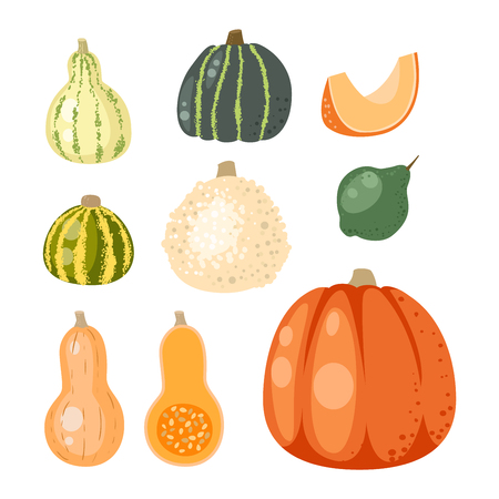 Autumn collection of pumpkin set elements design with different pumpkins oriental bittersweet vector illustration. Orange halloween pumpkin set vegetable collection. Harvest symbol season decoration.のイラスト素材