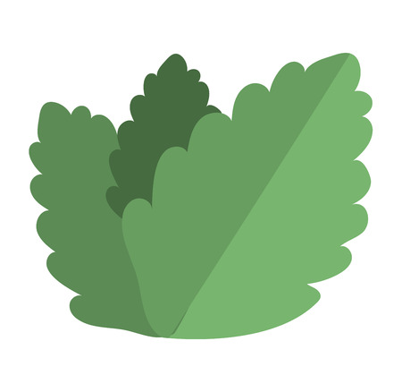 Fresh raw mint leaves isolated on white background. Food ingredient leaf spearmint, fresh nature plant mint leaf. Seasoning scented smell mint leaf organic natural ingredient vector.のイラスト素材