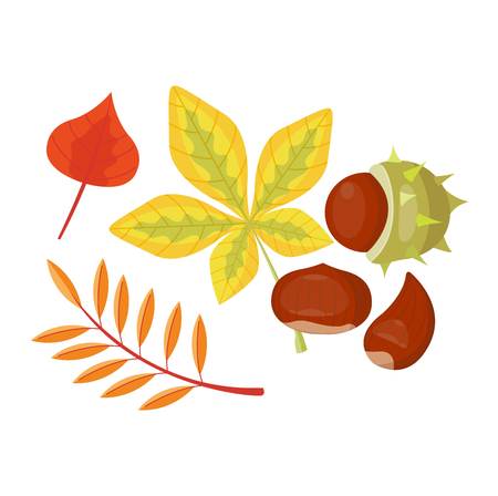 autumn leaf on white background. Autumn leaf autumn season and nature color plant foliage. Yellow autumn leaf bright decoration and design natural season colorful flat leaf.のイラスト素材