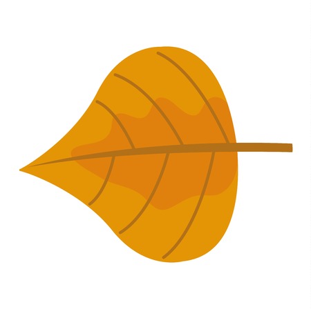 autumn leaf on white background. Autumn leaf autumn season and nature color plant foliage. Yellow autumn leaf bright decoration and design natural season colorful flat leaf.のイラスト素材