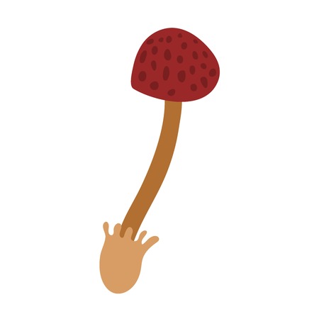 Mushrooms vector illustration. Some type of mushroom isolated on white background. Nature mushroom flat style nature symbolのイラスト素材