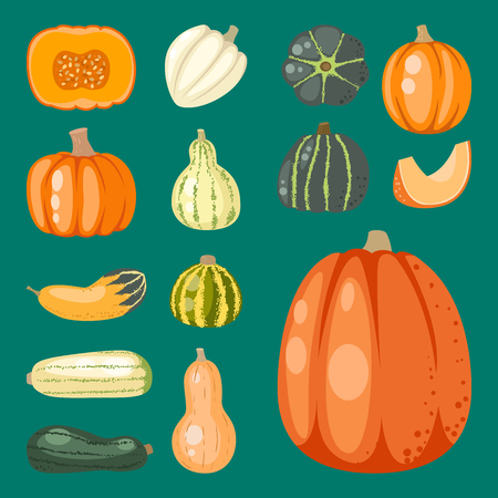 Fresh orange pumpkin decorative seasonal ripe food organic thanksgiving stem healthy raw vegetarian vegetable. Natural harvest patch garden holiday autumn plant.のイラスト素材