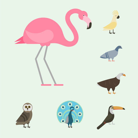 Bird species collection different vector illustration wild animal characters avifauna tropical feather petsのイラスト素材