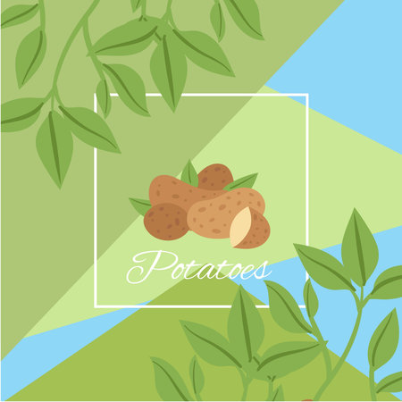 Potatos with green leaves in frame for farm eco market background vector illustration. Food market with organic potato advertisement poster.のイラスト素材
