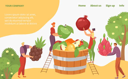 Harvest tropical organic natural fruit, tiny character farmer worker concept landing page, cartoon vector illustration. Website online banner.のイラスト素材