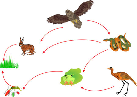 Food chain biological circle of nature illustrationのイラスト素材