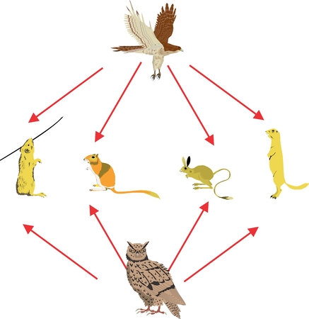 Rodents and birds feeding on themのイラスト素材