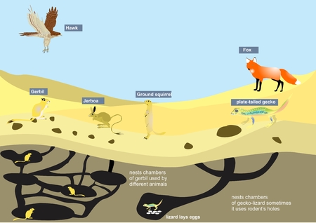 Desert ecosystem illustration with some infographic elements. Fox, hawk, rodents, lizard, nests.のイラスト素材
