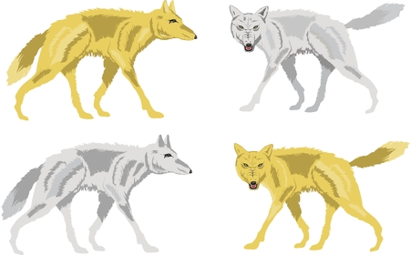 Set of four vector wolves in grey and light brown tones. Isolated on whiteのイラスト素材