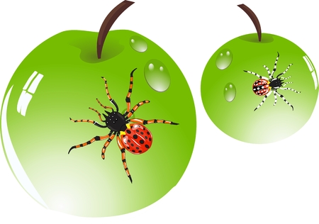 Spiders on green shining apples surfacesのイラスト素材