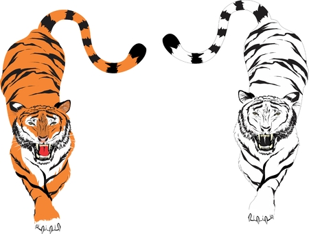 Tigers isolated on transparent backgroundのイラスト素材