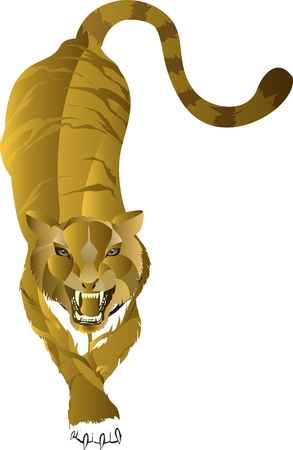 Tiger vector isolated on white imageのイラスト素材