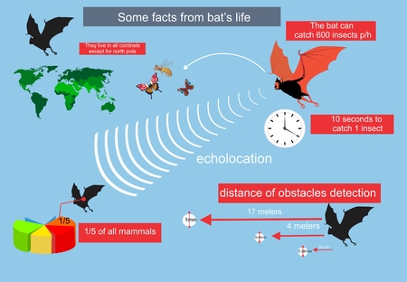 Bat's life and hunting infographic illustrationのイラスト素材