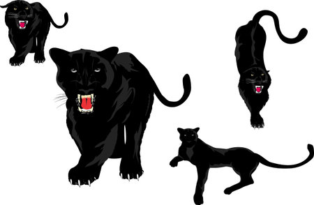 Black panters set. Isolated on white vector illustrationのイラスト素材
