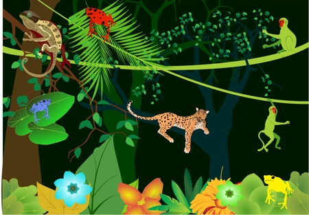 Tropical rainforest and it's habitant, poisonous frogs, leopard, chameleon, marmoset, trees.のイラスト素材
