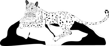Leopard lying on stone isolated on white vector illustrationのイラスト素材