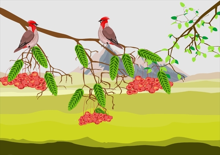 Waxwings sitting on branch of rowan tree, colorful illustrationのイラスト素材