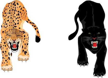 Leopard and Panther isolated on white background, vector illustration.のイラスト素材