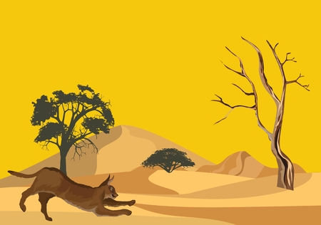 Middle asiand wild cat karakal on desert sands vector illustrationのイラスト素材