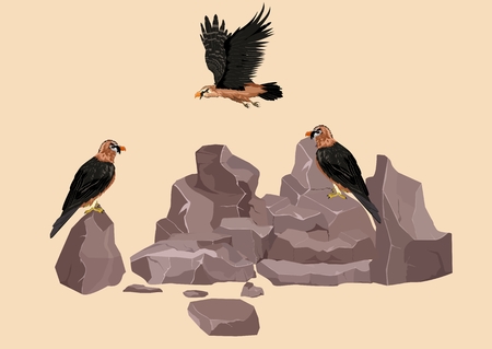 lammergeyer asian eagles on rocks, vector illustrationのイラスト素材