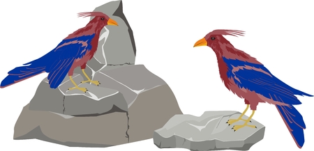 Two tropical birds sitting on stones, vector illustration.のイラスト素材