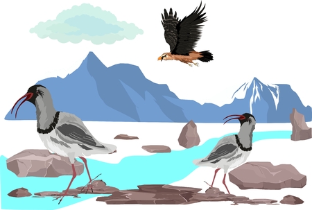 Engagered Sandpiper bird of Kazakhstan on river stones, vector illustration.のイラスト素材
