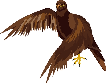 Vector isolated illustration of eagleのイラスト素材
