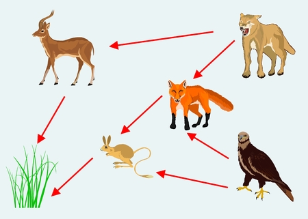 Food chain vector illustrationのイラスト素材