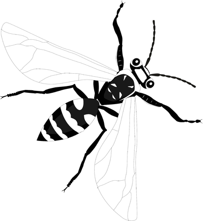 Bee isolated monochrome vectorのイラスト素材
