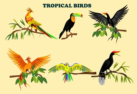 Tropical birds vector set isolatedのイラスト素材