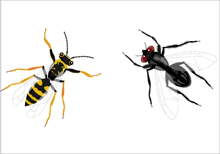 Fly and bee isolated on white vector illustrationのイラスト素材